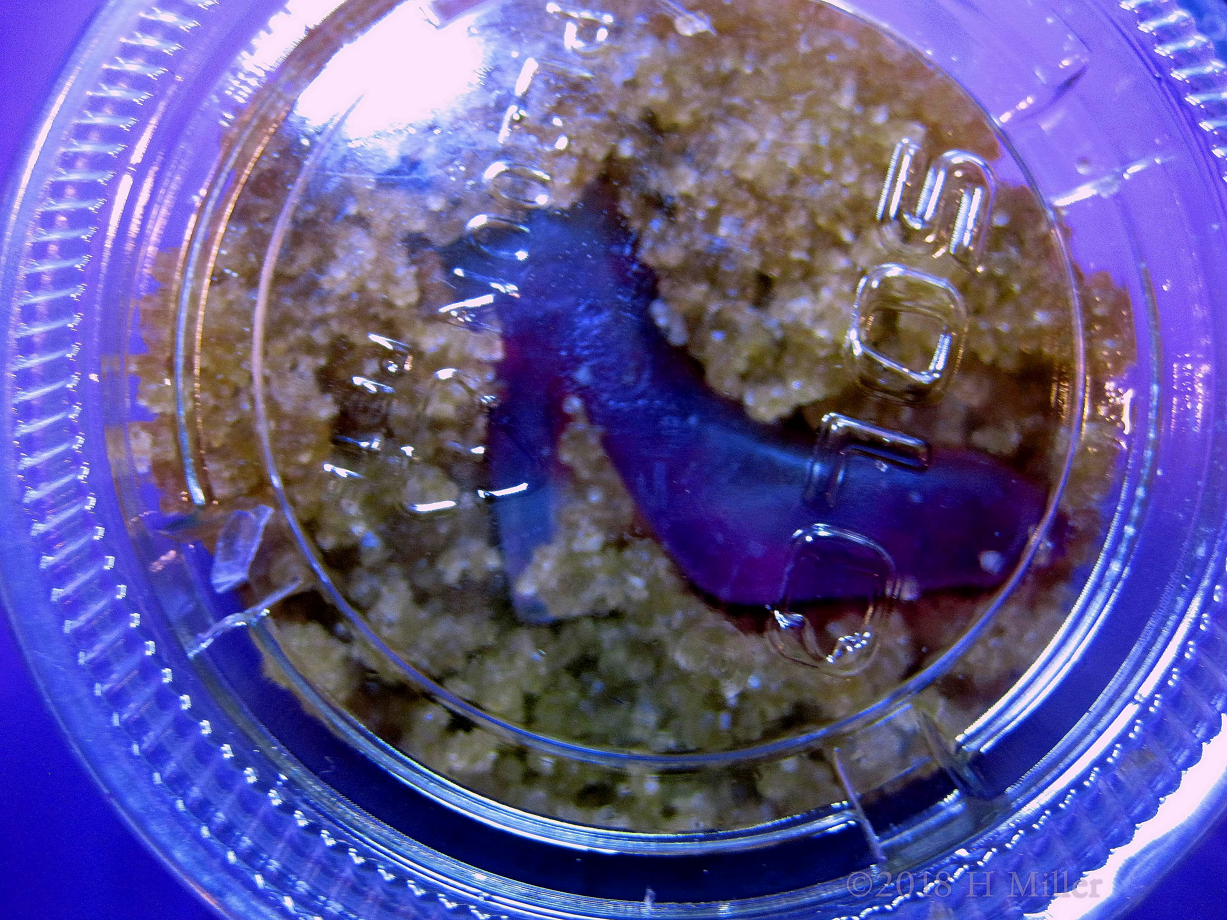 How Cute! A Purple Shoe Soap Kids Craft In The Brown Sugar Body Scrub! How Cute! A Purple Shoe Soap Kids Craft In The Brown Sugar Body Scrub!