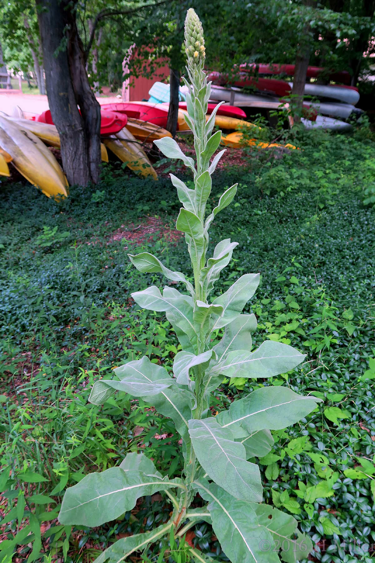 A Plant At Camp Rickabear 