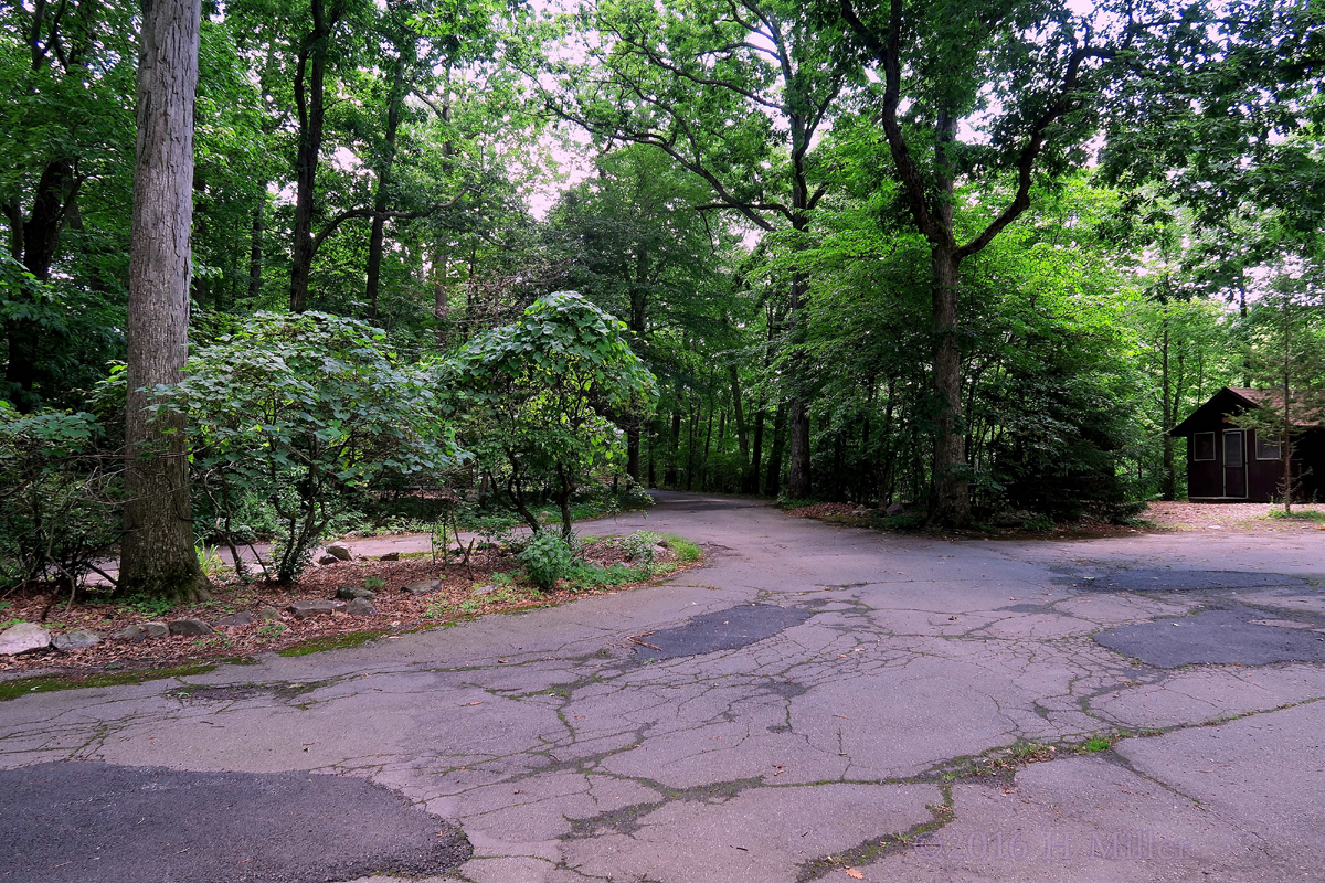 Camp Rickabear Is So Green! 