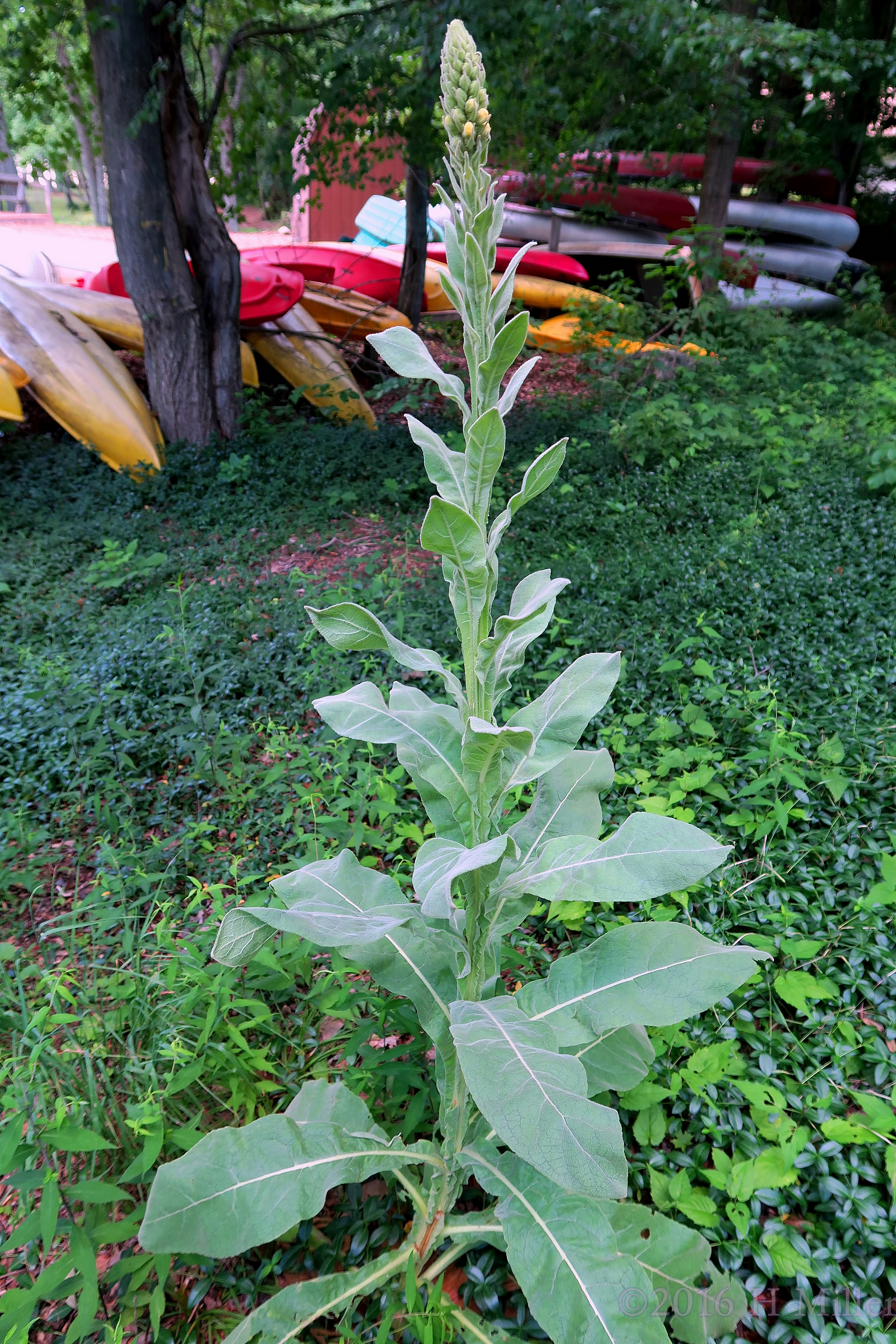 A Plant At Camp Rickabear A Plant At Camp Rickabear