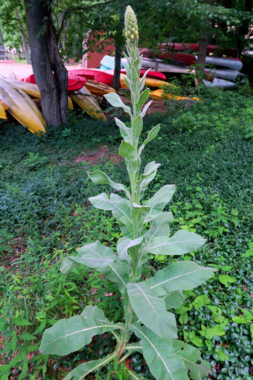 A Plant At Camp Rickabear A Plant At Camp Rickabear