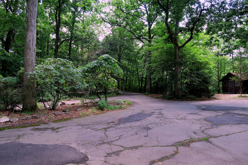 Camp Rickabear Is So Green!