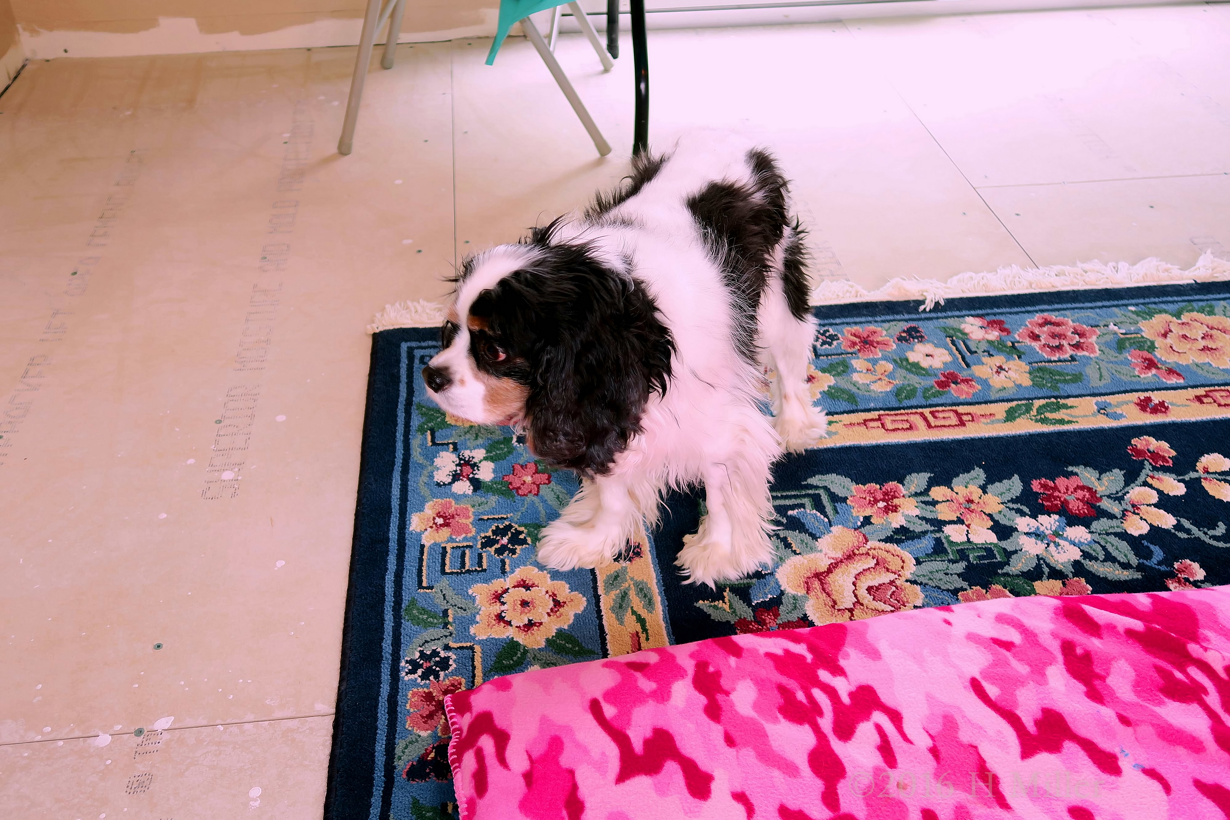 Kimmy's Puppy Wants A Facial Too! Kimmy's Puppy Wants A Facial Too!