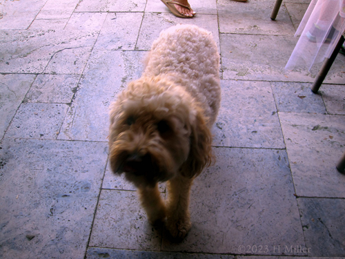 Laura's 9th Kids Spa Birthday Party Laura's 9th Kids Spa Birthday Party