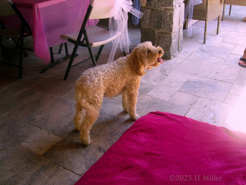 Laura's 9th Kids Spa Birthday Party Laura's 9th Kids Spa Birthday Party