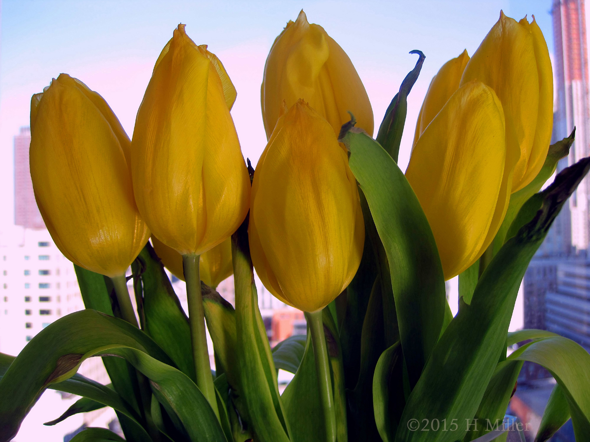 Yellow Tulips Gracing The Windowsill Help Create A Soothing Spa Vibe. 
