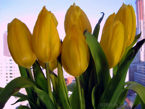 Yellow Tulips Gracing The Windowsill Help Create A Soothing Spa Vibe.