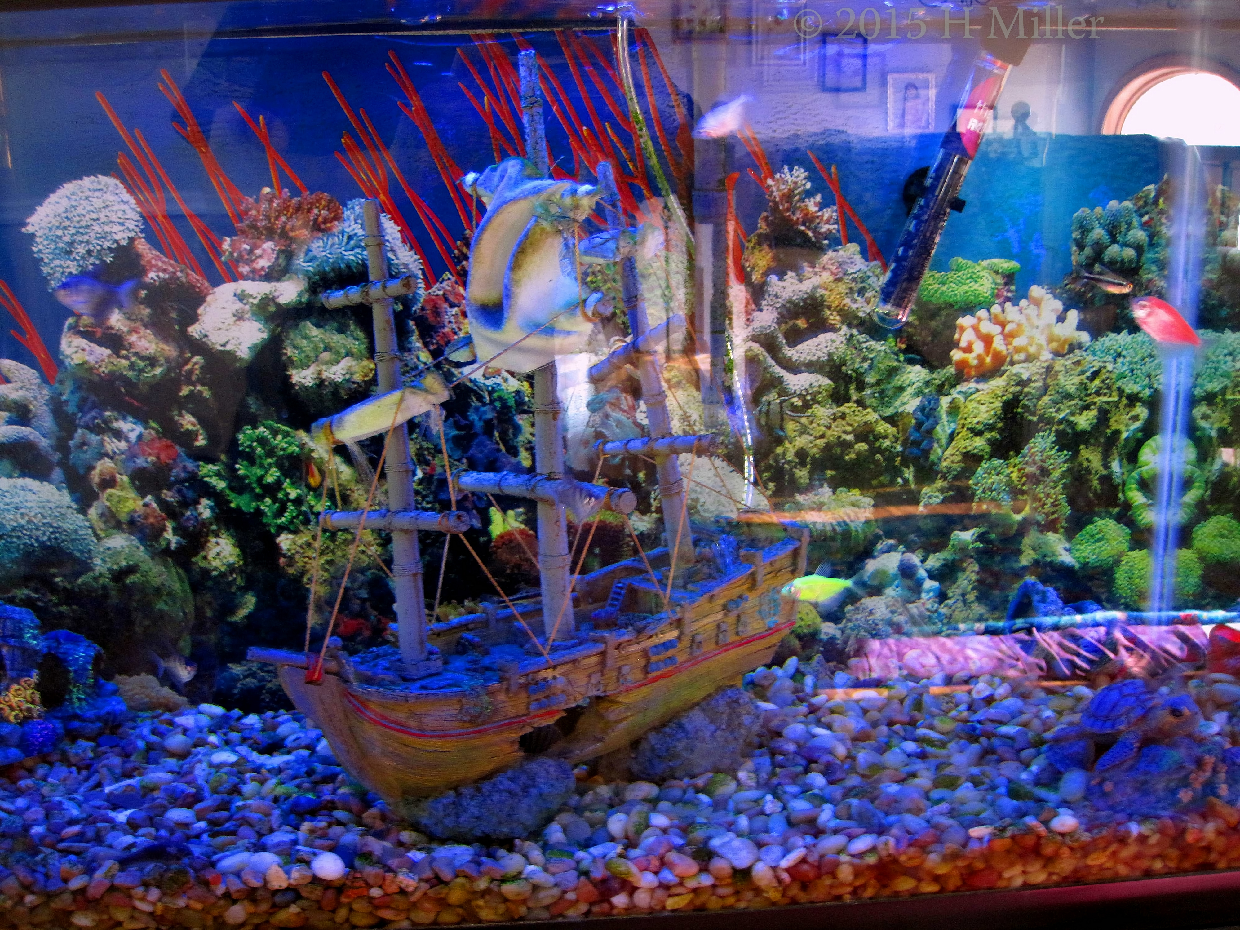 A Real Fish Tank In The Temporary Spa! A Real Fish Tank In The Temporary Spa!