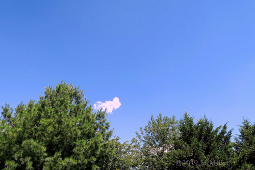 Luscious Greenery In The Background Luscious Greenery In The Background