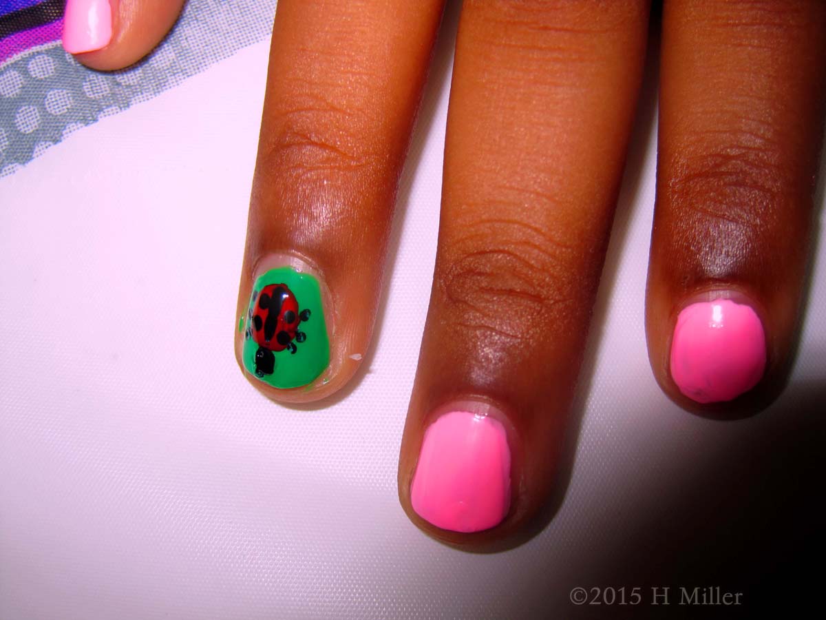 Close Up Of The Lady Bug 