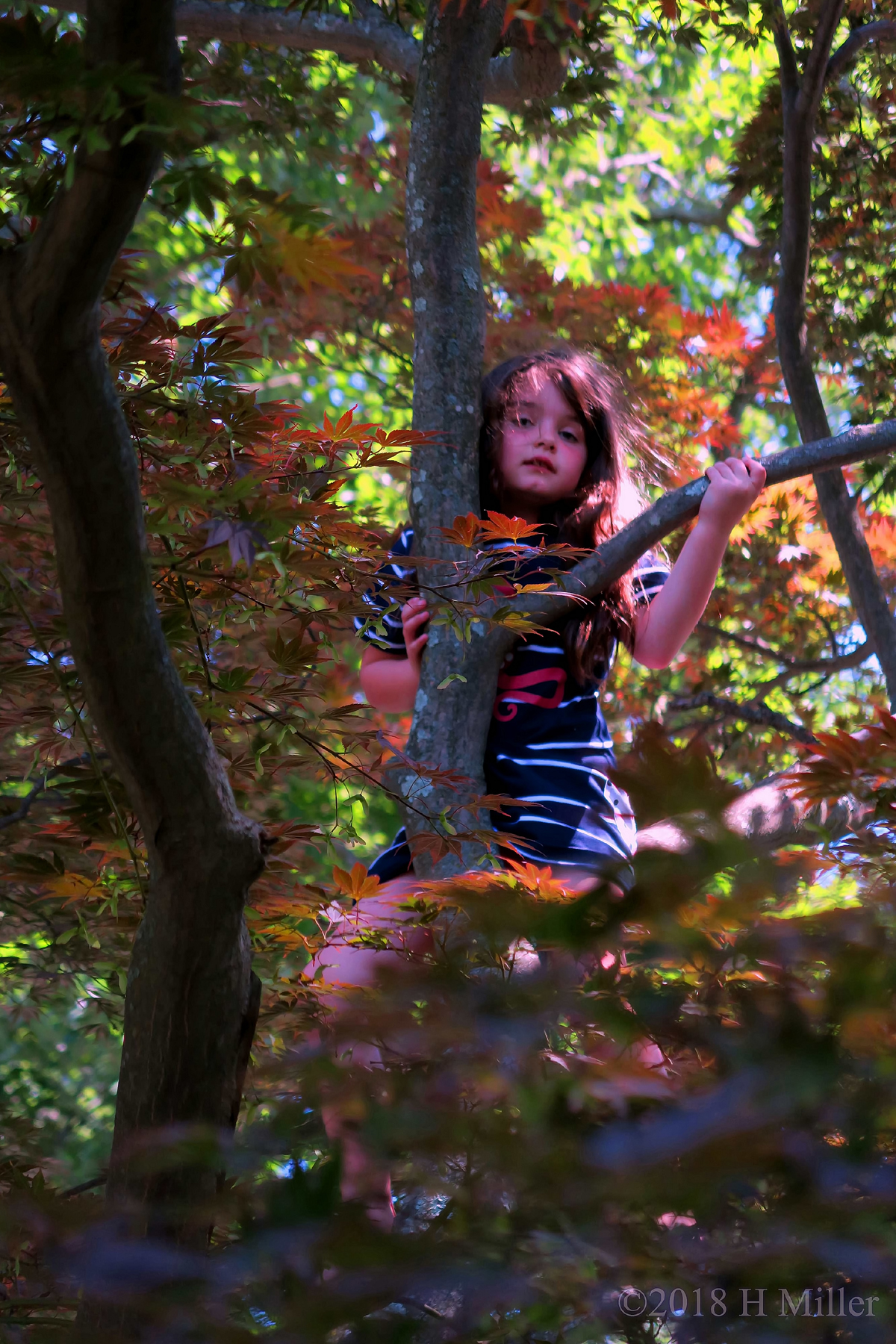 A Beautiful Fall Forest Portrait Of Birthday Guest Climbing Tree 