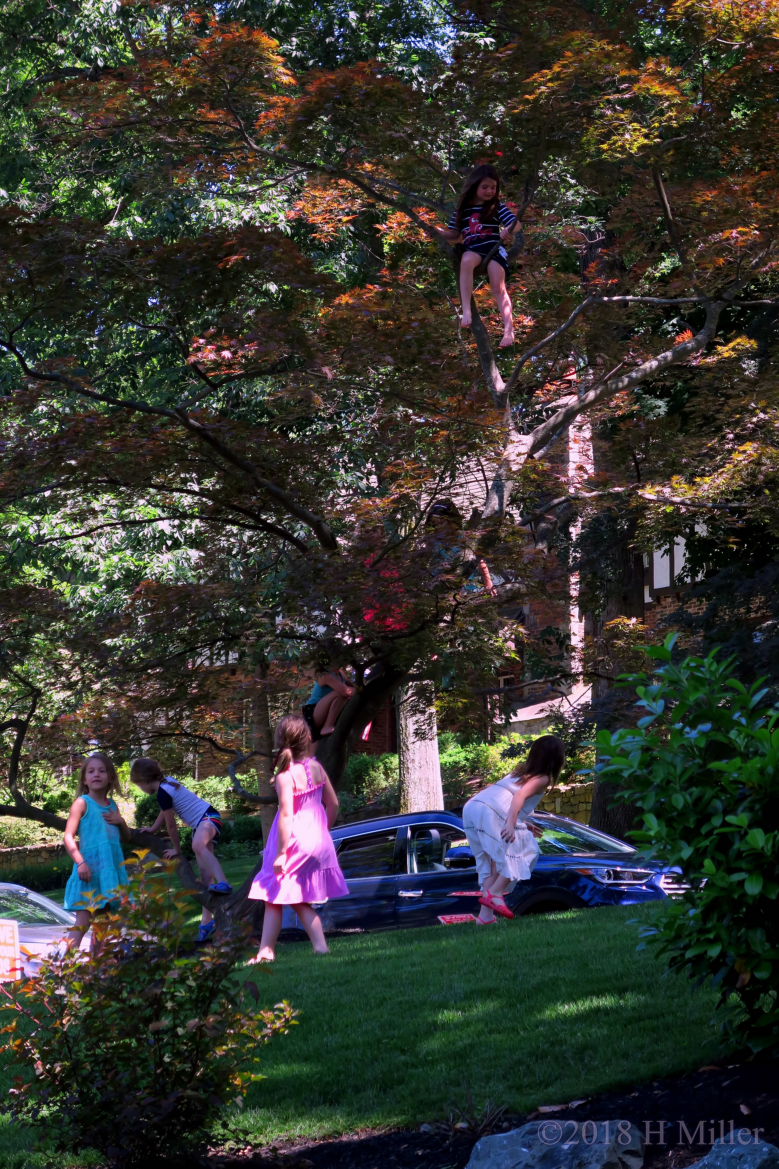 Tree Climbing At All Heights During Playtime Before The Kids Party Starts! 