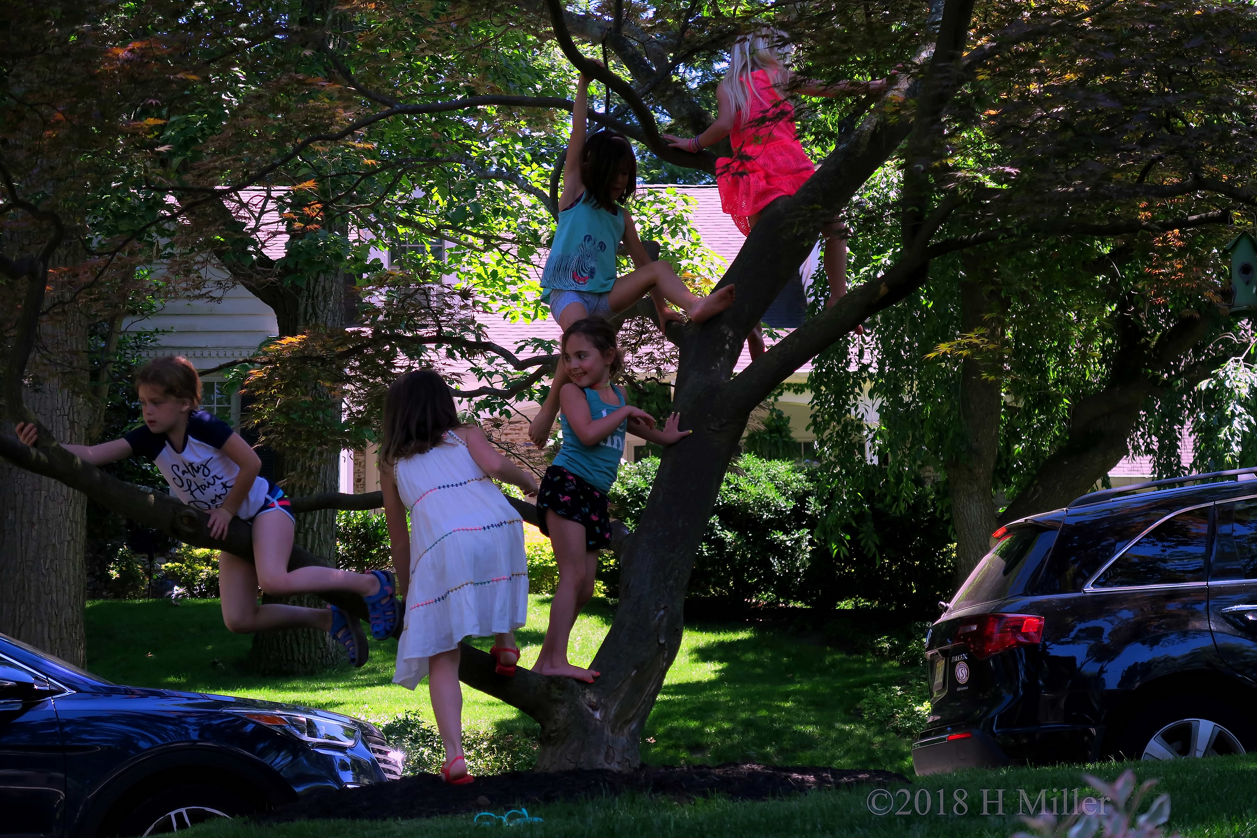 Tree Climbing Is A Super Fun Playtime Activity. Tree Climbing Is A Super Fun Playtime Activity.