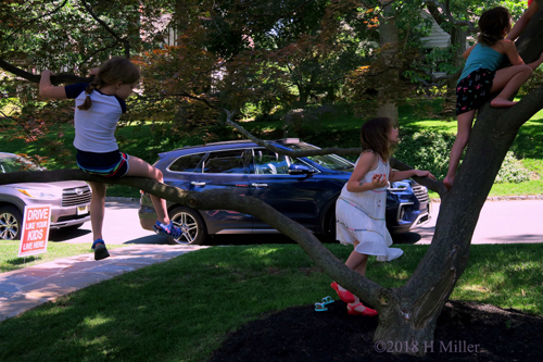 Getting To New Heights Treeclimbing Getting To New Heights Treeclimbing