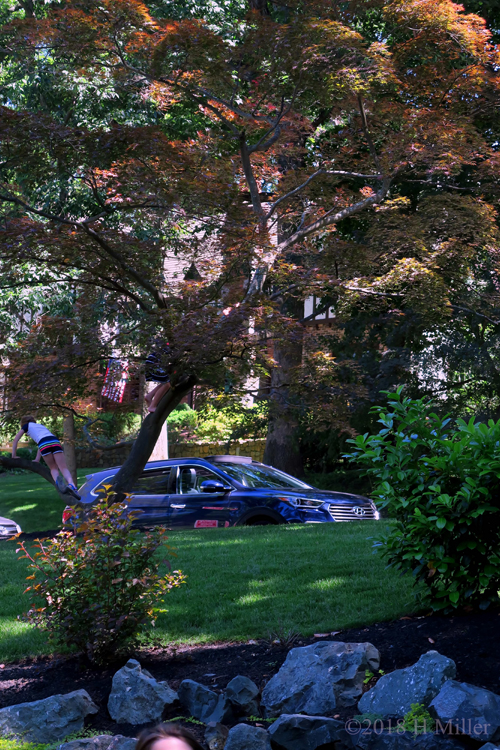 Tree Climbing