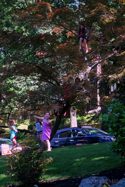 Tree Climbing Playtime For Party Guests