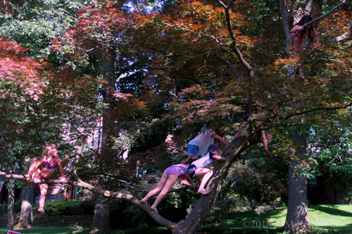 Tree Climbing At The Spa Party Tree Climbing At The Spa Party