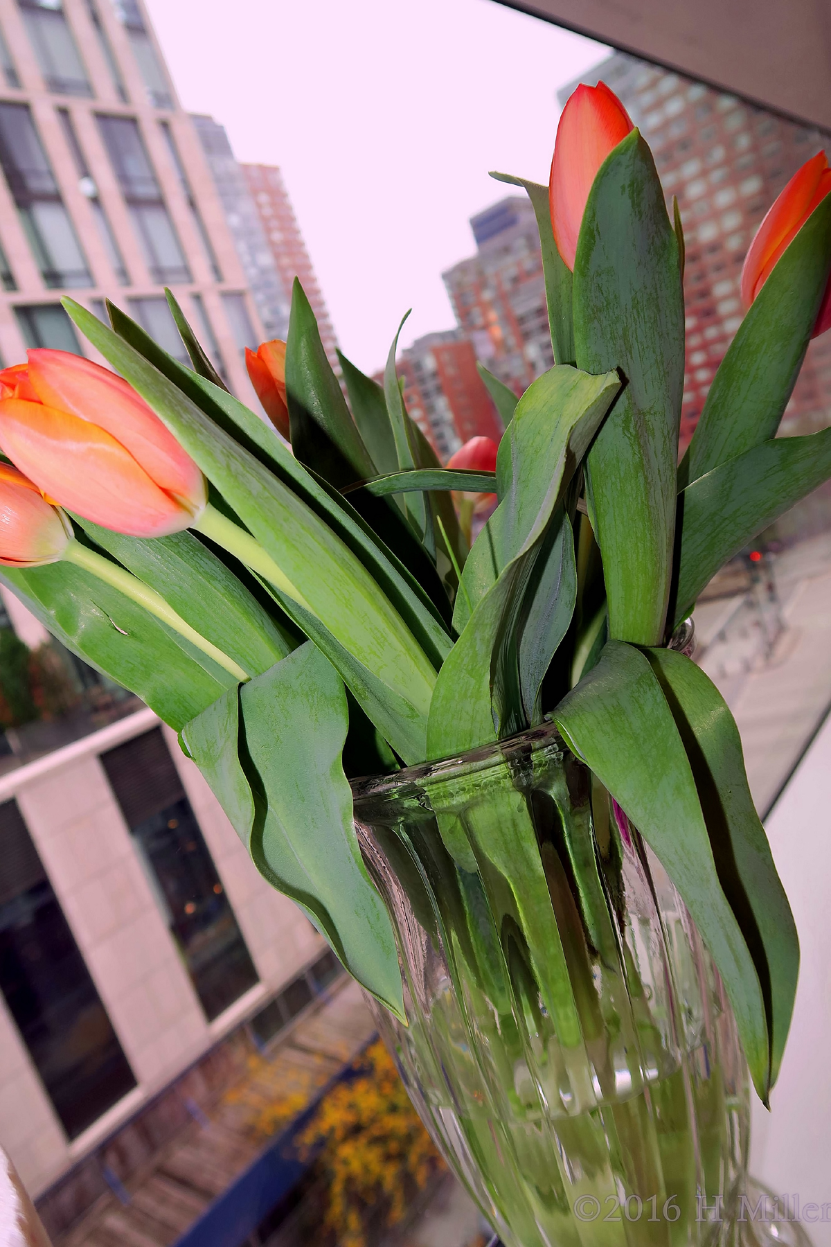 Tulips By The Window With A Great View Of The City. 