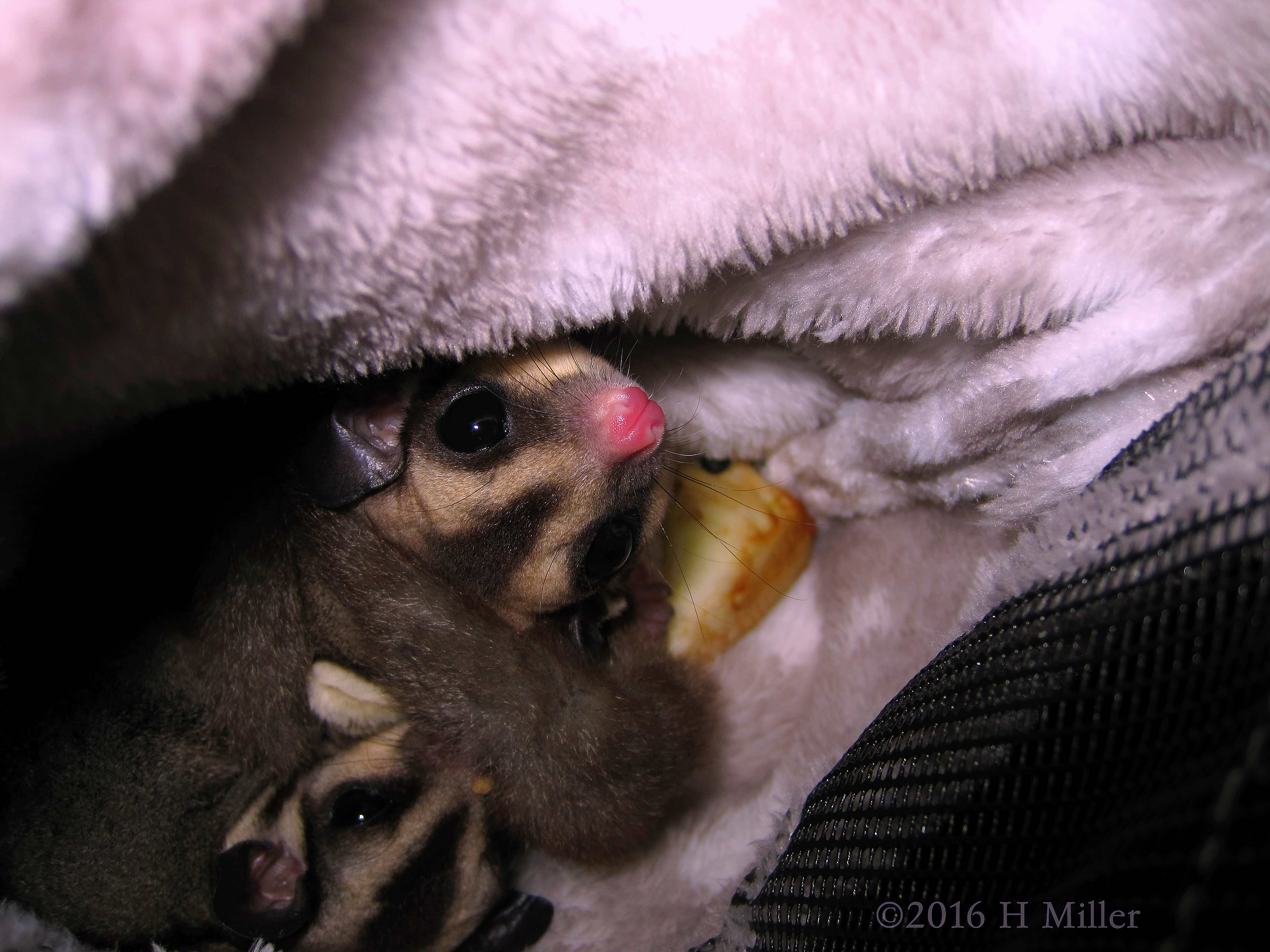 Adorable Pets Adorable Pets